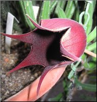 Stapelia leendertziae 